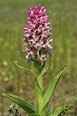BUITEN BEELD Foto: 60397