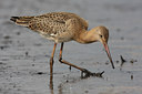 BUITEN BEELD Foto: 60400