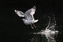 BUITEN BEELD Foto: 60456