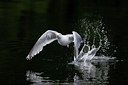 BUITEN BEELD Foto: 60462