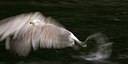 BUITEN BEELD Foto: 60464