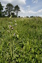 BUITEN BEELD Foto: 60466