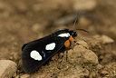 BUITEN BEELD Foto: 60501