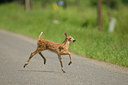 BUITEN BEELD Foto: 60551