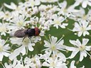 BUITEN BEELD Foto: 60630