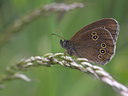 BUITEN BEELD Foto: 60632