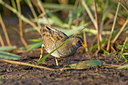 BUITEN BEELD Foto: 60675