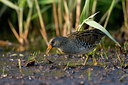 BUITEN BEELD Foto: 60677