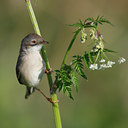 BUITEN BEELD Foto: 60746