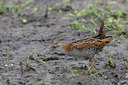 BUITEN BEELD Foto: 60841