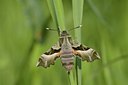 BUITEN BEELD Foto: 60912