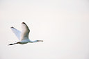 BUITEN BEELD Foto: 60932
