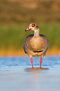 BUITEN BEELD Foto: 61053