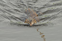 BUITEN BEELD Foto: 61139