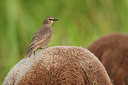 BUITEN BEELD Foto: 61146