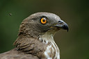 BUITEN BEELD Foto: 61194