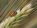 BUITEN BEELD Foto: 61226