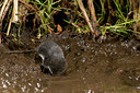 BUITEN BEELD Foto: 61250