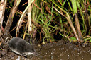BUITEN BEELD Foto: 61256