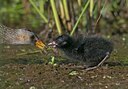 BUITEN BEELD Foto: 61350