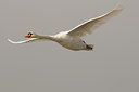 BUITEN BEELD Foto: 61377