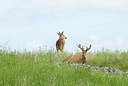 BUITEN BEELD Foto: 61381