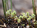 BUITEN BEELD Foto: 61445