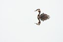 BUITEN BEELD Foto: 61460