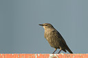 BUITEN BEELD Foto: 61482