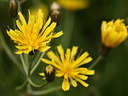 BUITEN BEELD Foto: 61554