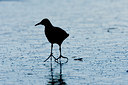 BUITEN BEELD Foto: 61596