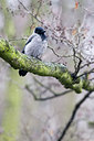 BUITEN BEELD Foto: 61684