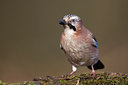 BUITEN BEELD Foto: 61695