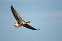 BUITEN BEELD Foto: 61696