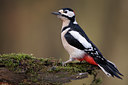 BUITEN BEELD Foto: 61702