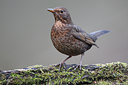 BUITEN BEELD Foto: 61704