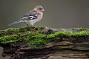 BUITEN BEELD Foto: 61708