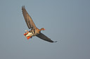 BUITEN BEELD Foto: 61716