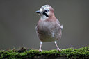 BUITEN BEELD Foto: 61717