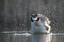 BUITEN BEELD Foto: 61736
