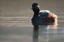 BUITEN BEELD Foto: 61741