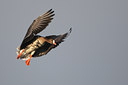 BUITEN BEELD Foto: 61747