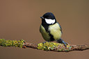 BUITEN BEELD Foto: 61748