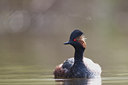 BUITEN BEELD Foto: 61752