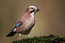 BUITEN BEELD Foto: 61753