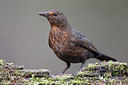 BUITEN BEELD Foto: 61755