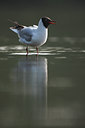 BUITEN BEELD Foto: 61759
