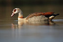 BUITEN BEELD Foto: 61799