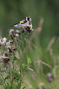 BUITEN BEELD Foto: 61829