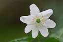 BUITEN BEELD Foto: 61840